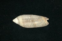 藏品(橙口榧螺)的圖片